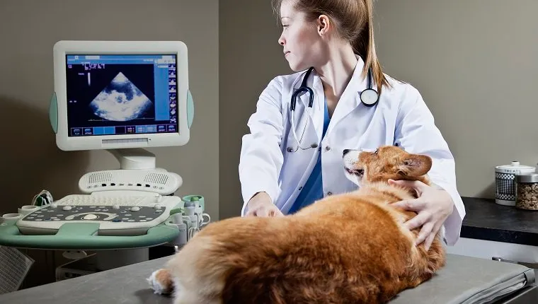 Veterinarian doing an ultrasound exam on a Corgi