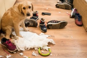 Cute puppy with diaper and shoes at home, she makes mess
