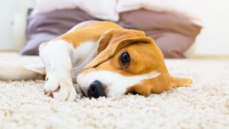 Tired dog on carpet. Sad beagle on floor. Dog lying on soft carpet after training. Beagle with sad opened eyes indoors. Beautiful animal background.