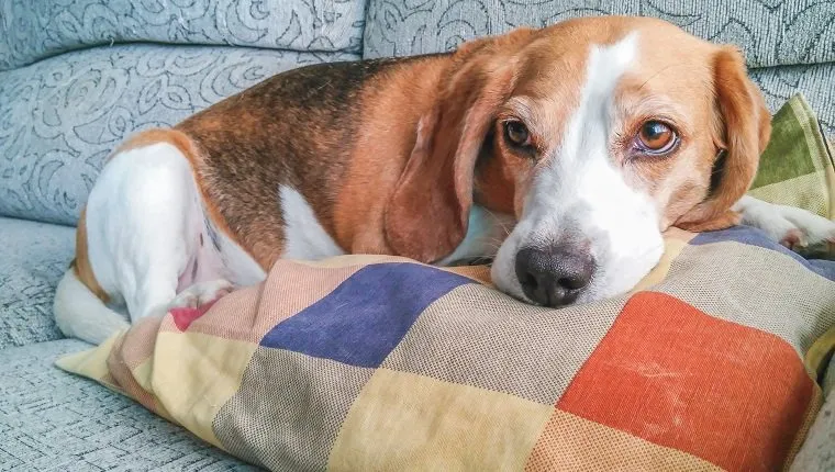 A beagle dog resting in the sofa