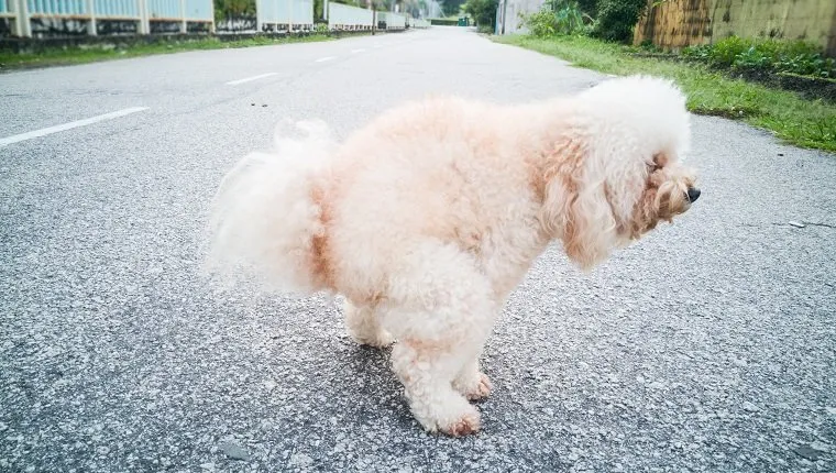 Pet poodle dog pooping on street in neighborhood
