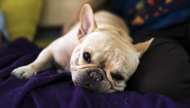 French bulldog lay on bed and looking