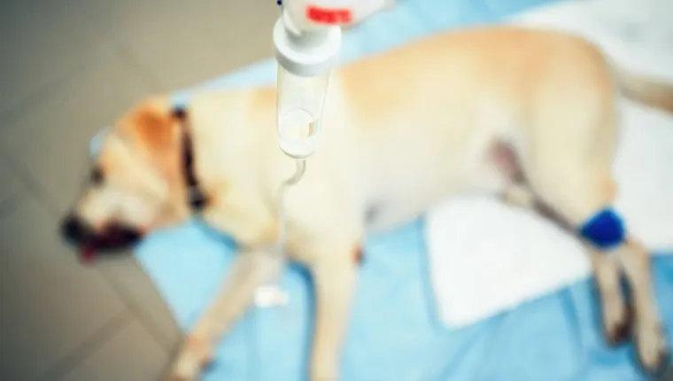 Labrador retriever in veterinary clinic. Old ill dog with infusion. - selective focus