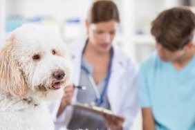 Veterinarian talks with dog owner while dog waits in the foreground. The vet is discussing the dog's diagnosis with the dog owner. Focus is on the dog in the foreground.