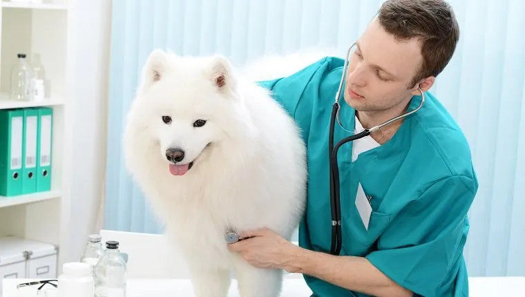 Pericarditis In Dogs: Symptoms, Causes, & Treatments - DogTime