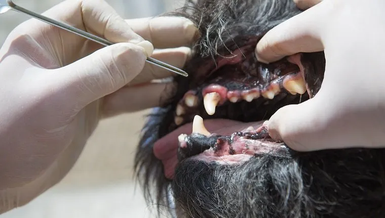 The vet is using the tool for the treatment of gingivitis in the open mouth of the dog under anesthesia.