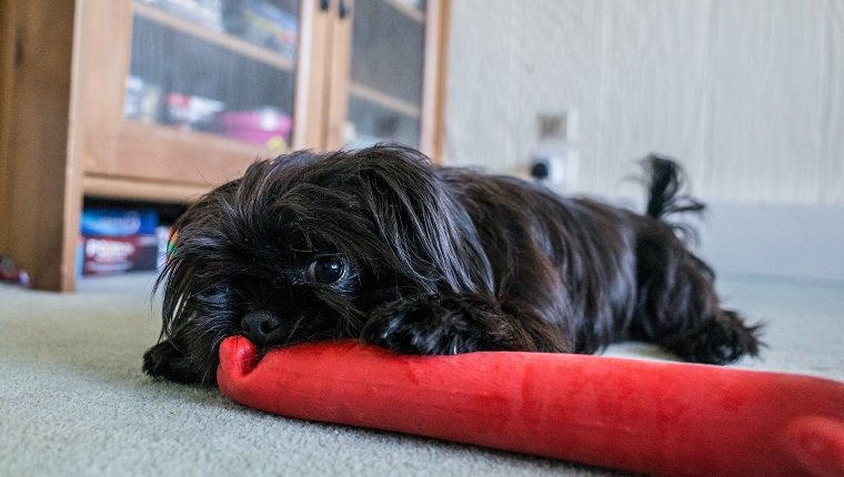 A young Shorkie Dog (cross breed of a Yorkshire Terrier and Shih Tzu)chews on a red toy im the family home