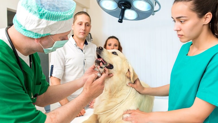 Middle aged male and femal vets examining Golden retriever. Vet examining teeth at veterinarian's office.