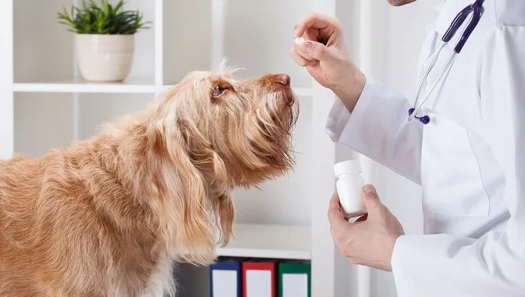 Dog during taking medicine from male vet