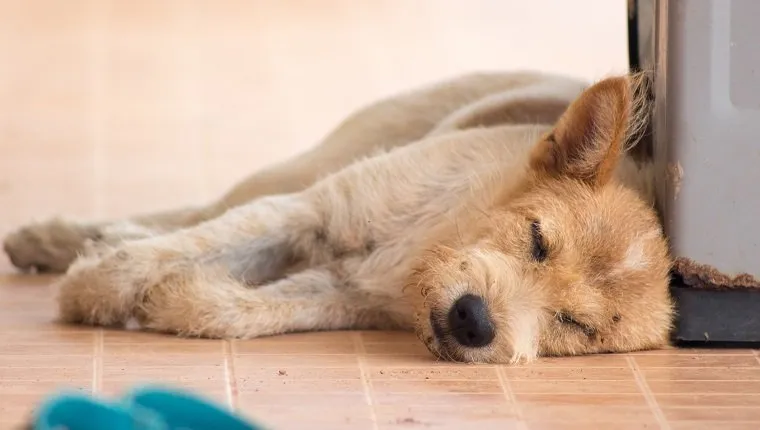 Phenobarbital For Dogs: Uses, Dosage, & Side Effects - DogTime
