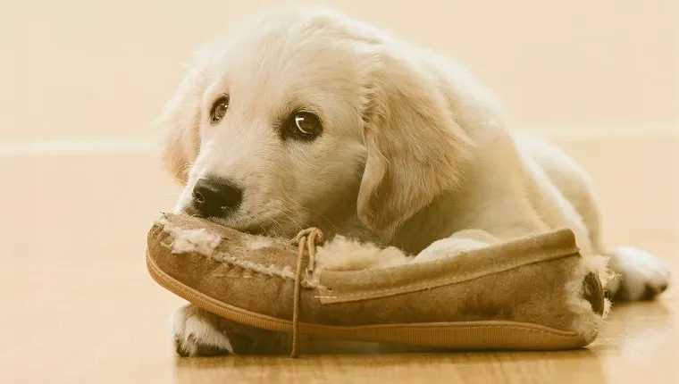 Golden Retriever Puppy chewing slipper on floor, close-up