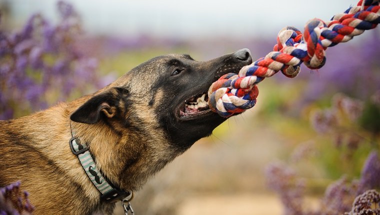 Side View Of Belgian Malinois Biting Rope At Field