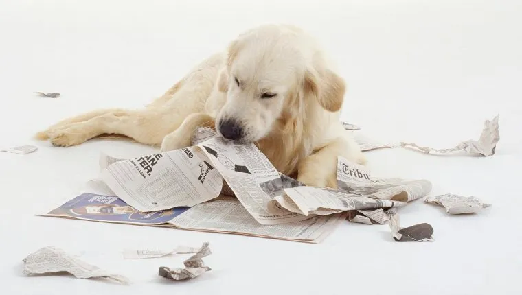 A Golden Retriever tears a newspaper apart with its teeth while lying on the floor.
