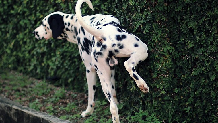 Dalmatian Urinating On Plants
