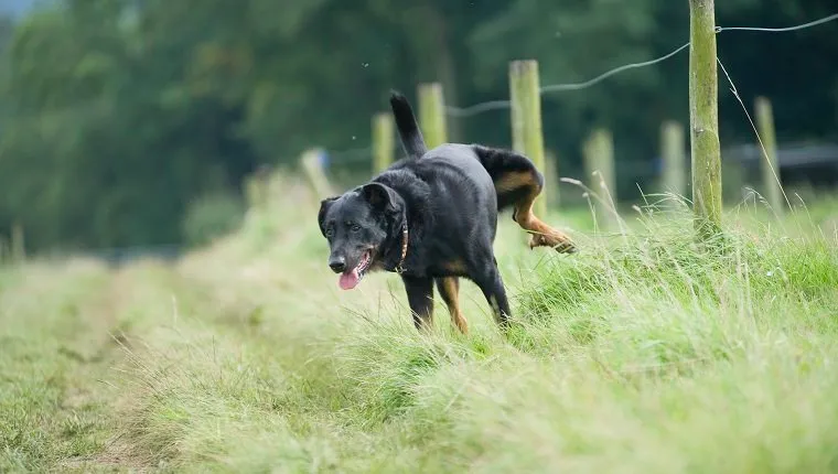 Mongrel dog lifting leg to urinate on grass