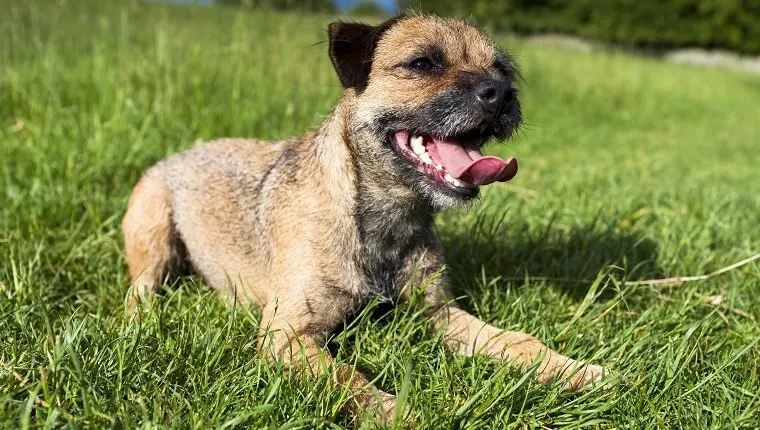 UNITED KINGDOM - JUNE 09: Border Terrier dog lying down puffed out and panting with tongue after chasing around, United Kingdom. Dog may have pulmonary edema.