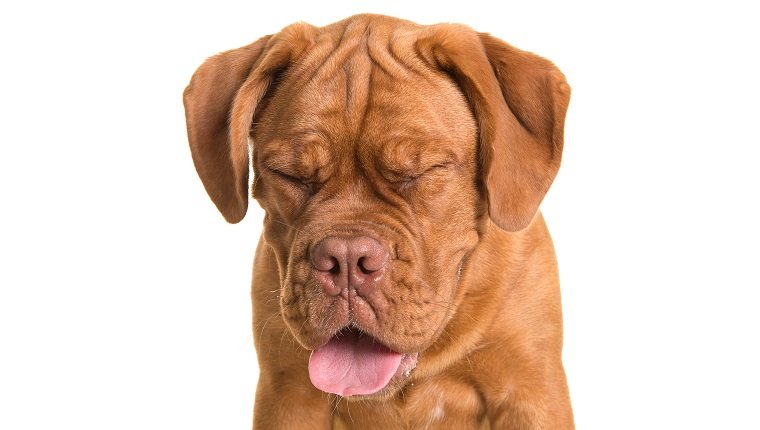 Dogue de bordeaux dog portrait with its eyes closed looking away from the camera on a white background