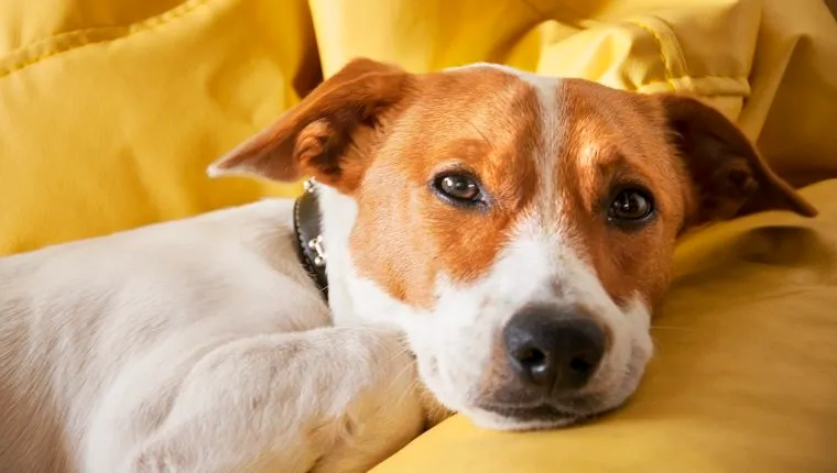 Jack Russell Terrier, dog, sofa, yellow, lonely, cute.