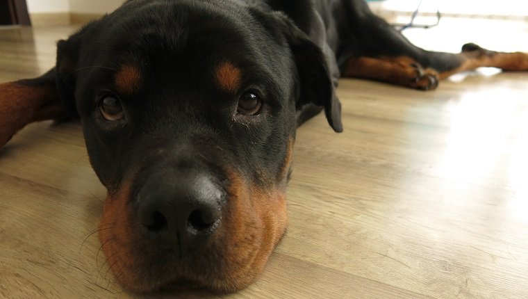 Rottweiler just woke up on the floor. His face expression is adorable.