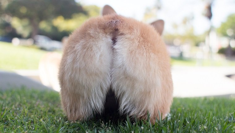 View of Rectal Prolapse In Dogs: Symptoms, Causes, & Treatments - DogTime