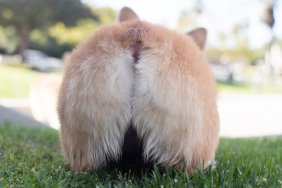 Portrait of a Pembroke welsh corgi's butt while its standing in the grass