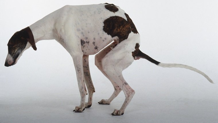 A brown and white spotted greyhound dog crouches to defecate.
