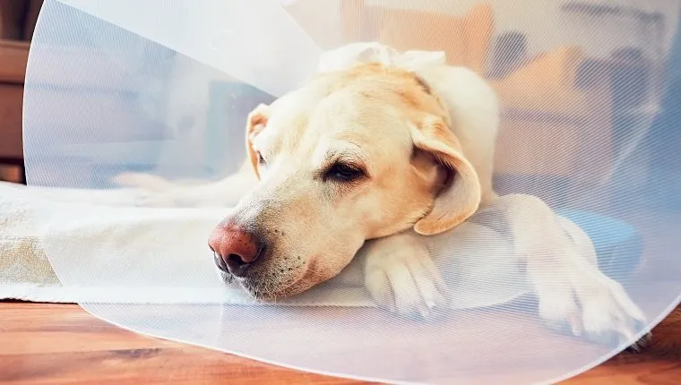 Old dog after surgery. Labrador retriever wearing medical protective collar is lying at home.
