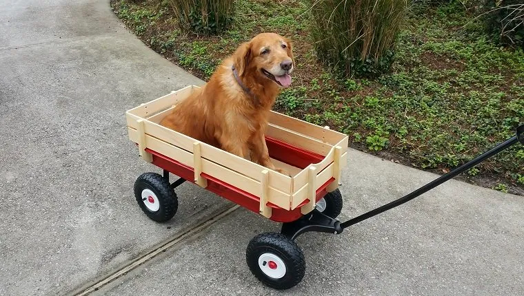 This is taken of my elderly dog Cali riding in her Wagon. She had bad hips.