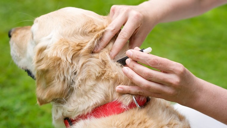 Rocky Mountain Spotted Fever In Dogs: Symptoms, Causes, & Treatments ...