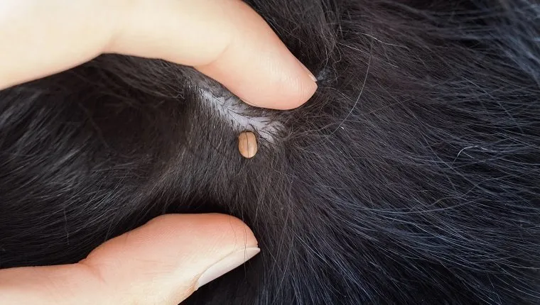 A tick sucking blood from a black dog, two fingers are pushing the fur aside to show the parasite.