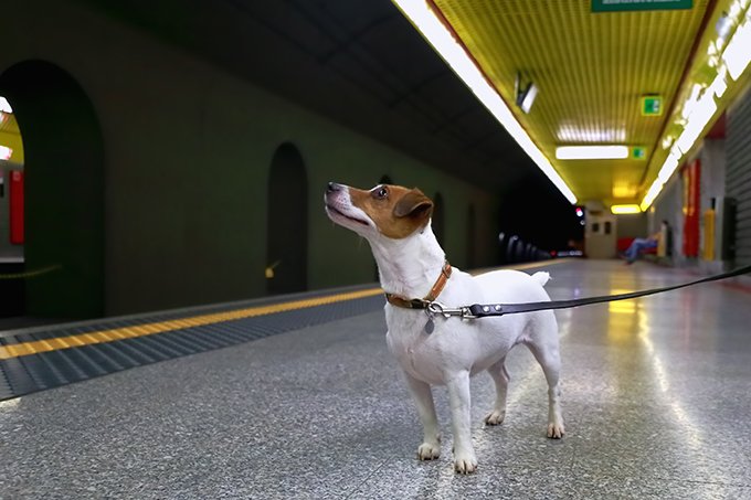 can you take a dog on public transport