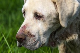 Close-up image of senior White Labrador dog in poor health.