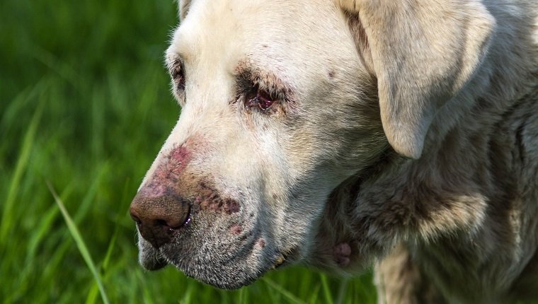 Close-up image of senior White Labrador dog in poor health.