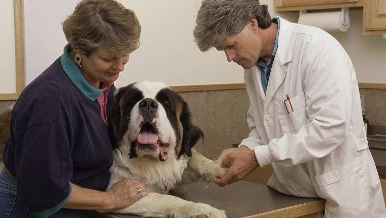 Male veterinarian examining a dog with a woman