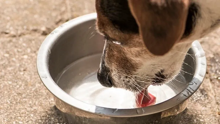 Dog drinking water from a bowl - Jack Russell Terrier
