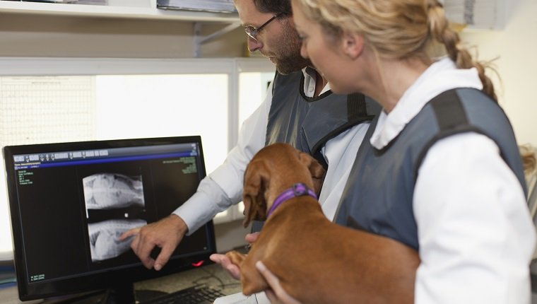 Veterinarians examining x-rays in office