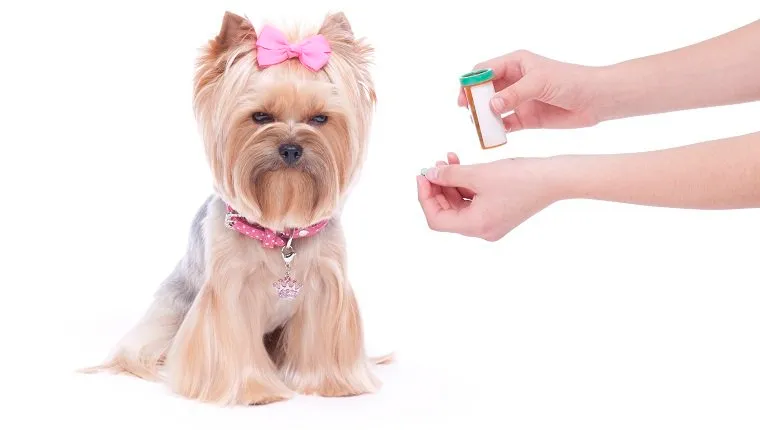 Yorkshire Terrier being given medicine.