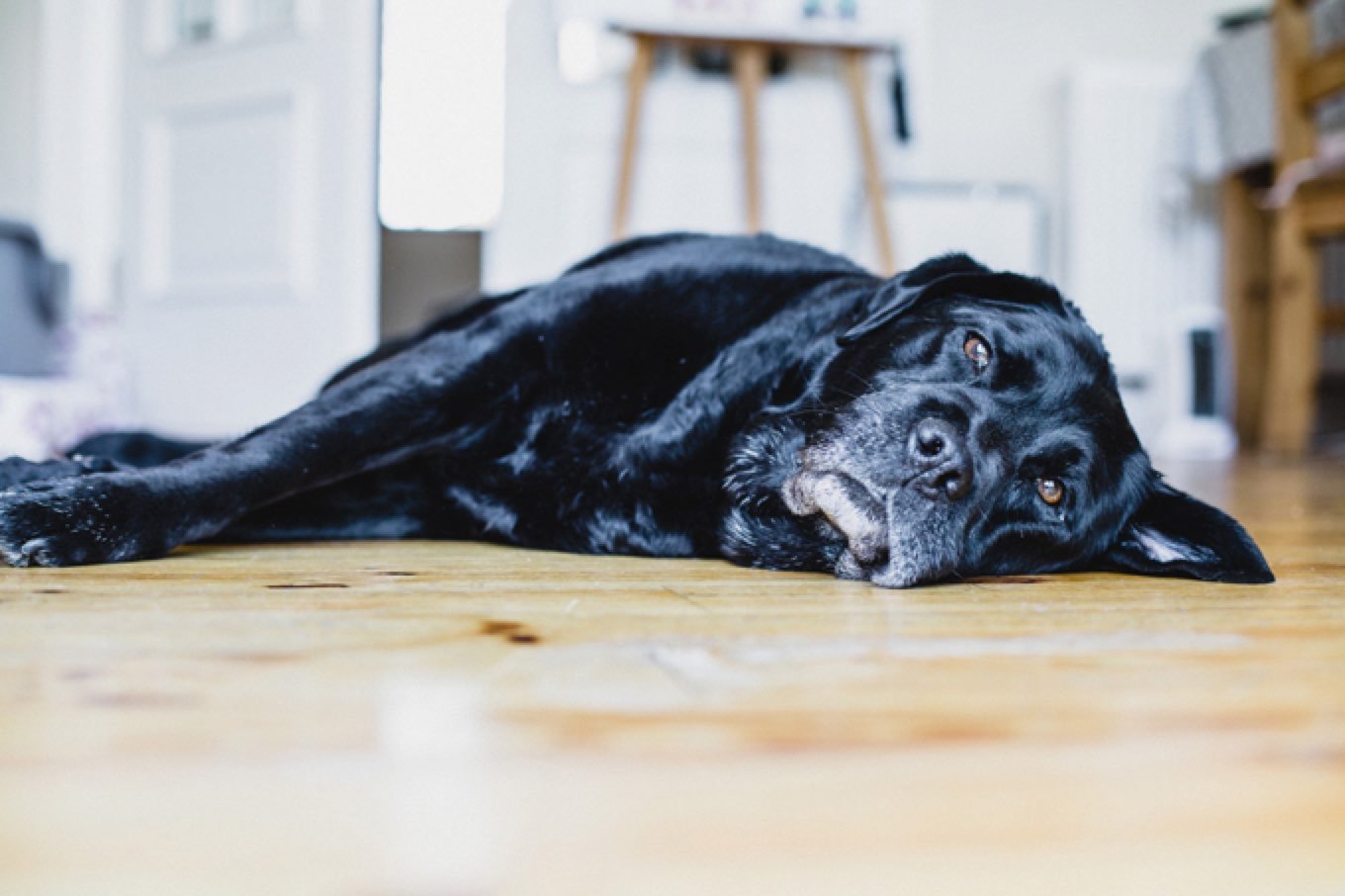 The Silent Killer Zinc Deficiency And Your Dog DogTime