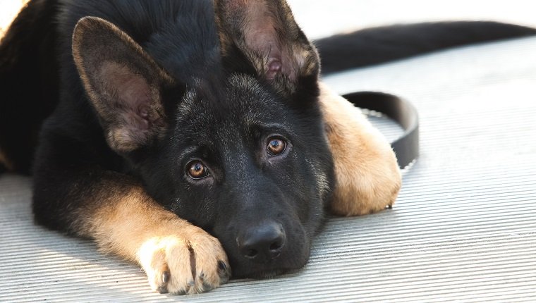 Beautiful German Shepherd puppy dog lying down with a sad and lonely expression on his face. Dog is mostly black, with brown tips on feet and ears. He is looking into the camera with his ears up, showing that he is alert. No people. High resolution color photograph with room for your copy. Horizontal composition.