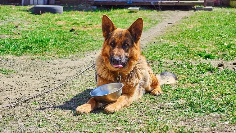 German Shepherd in the yard on a leash, with a bowl asking for food