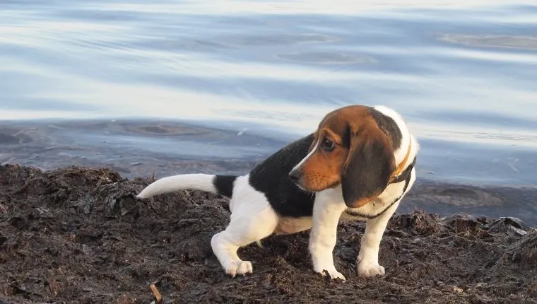[b]Cute female beagle puppy looking around anxiously, while relieving herself by the sea. There are visible sand particles on the puppy's fur. [