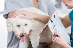 An adorable small white dog is held by her unrecognizable owner as she answers intake questions by an unrecognizable vet tech. The vet tech holds a clipboard. She strokes the dog and speaks to her to put her at ease.