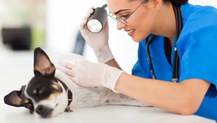 professional vet doctor examining pet dog skin with examining light