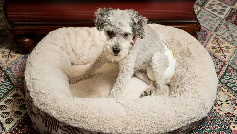 Old yorkshire terrier poodle mix dog sitting on her bed and wearing a doggy diaper for incontinence
