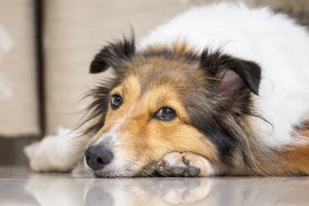 Close-up face of cute sheepdog lying on floor and looking blankly, focus on eyes, Shallow Depth of Field