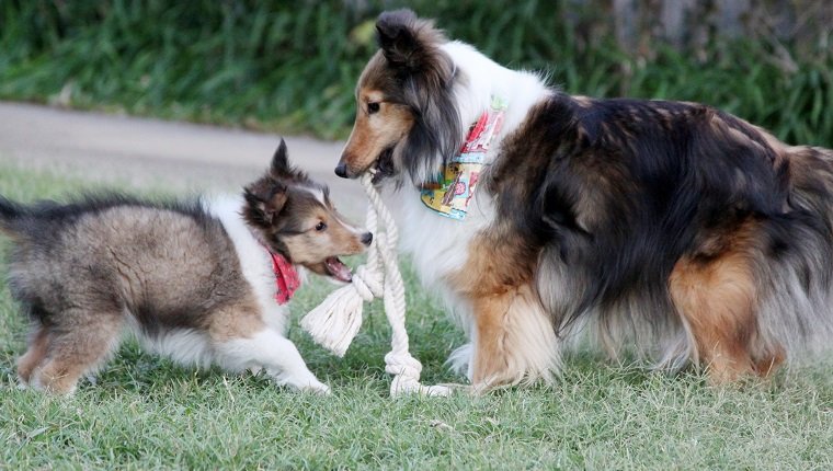 An adult Shetland Sheepdog shares her rope toy with the latest addition to the family.