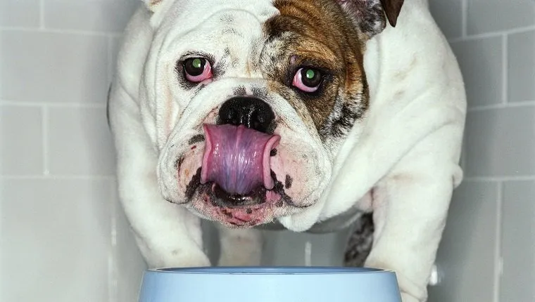 English bulldog, standing over bowl on floor, licking mouth