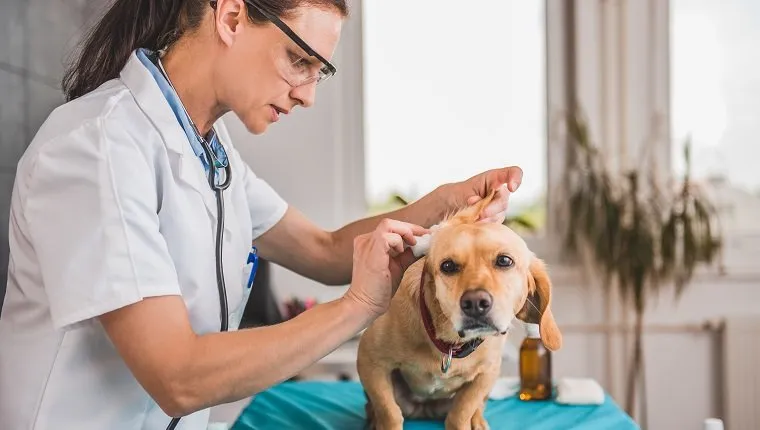 Young female veterinarian cleaning dog ears at the veterinarian clinic