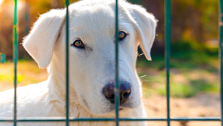 Homeless dog puppy behind dog shelter bars