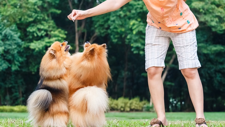 Pomeranian dogs standing on its hind legs to get a treat from owner